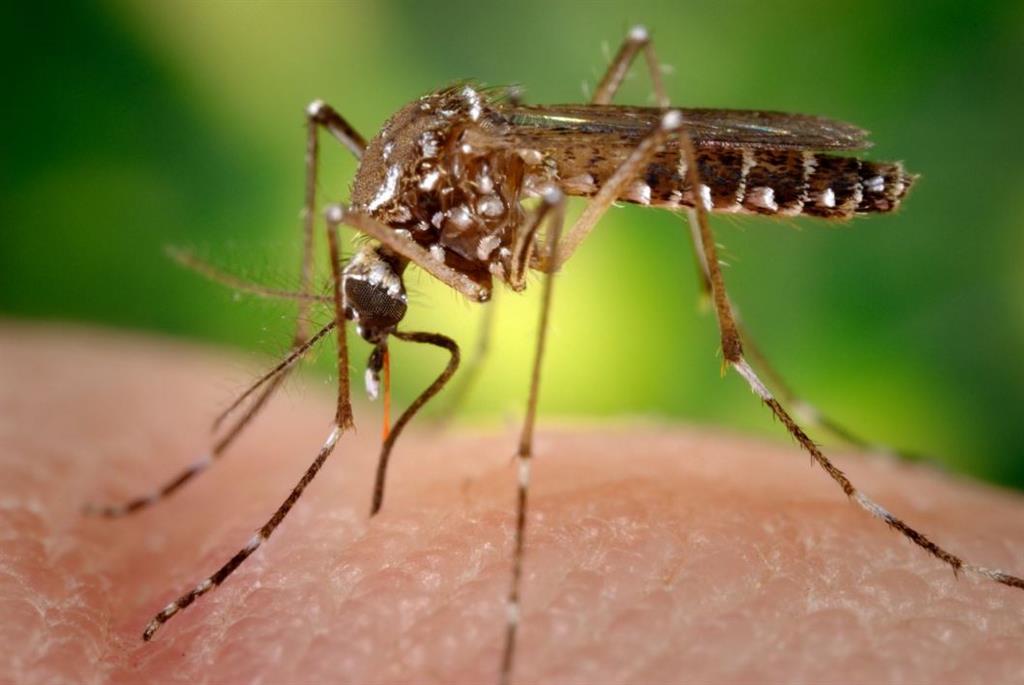 Aedes aegyptii mosquito